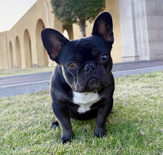 Photo of Porky