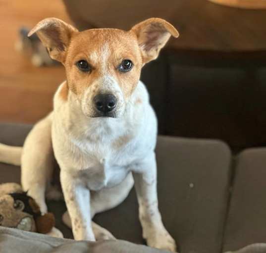 Photo of Brewster - Best Bud!