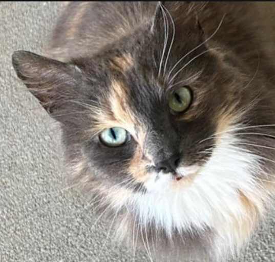 Photo of Snickers