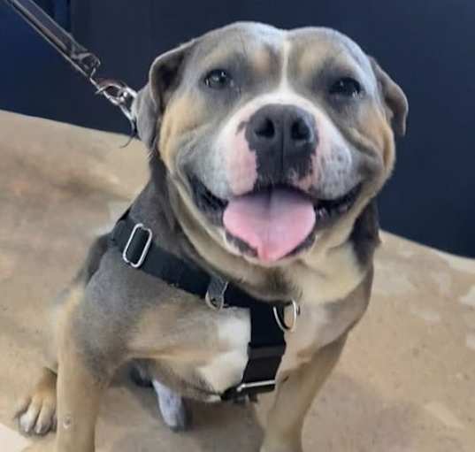 Photo of Monty - APPLICATIONS CLOSED