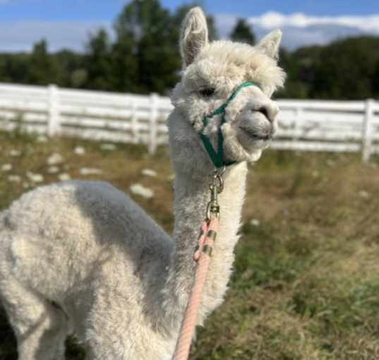 Photo of Dolly - URGENT!