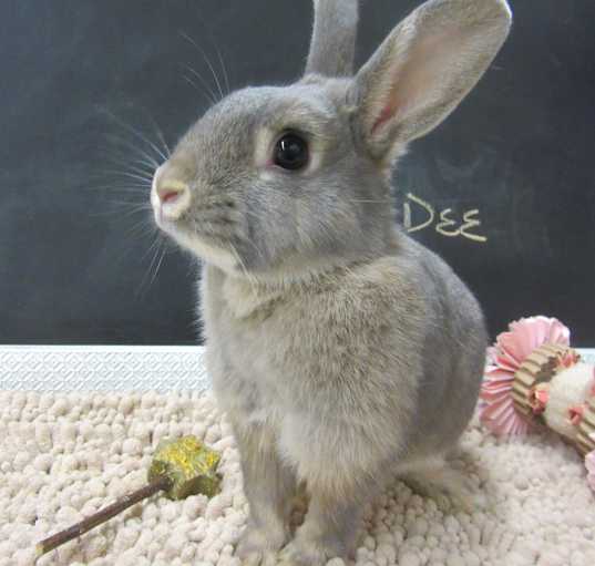 Photo of Kiki-Dee