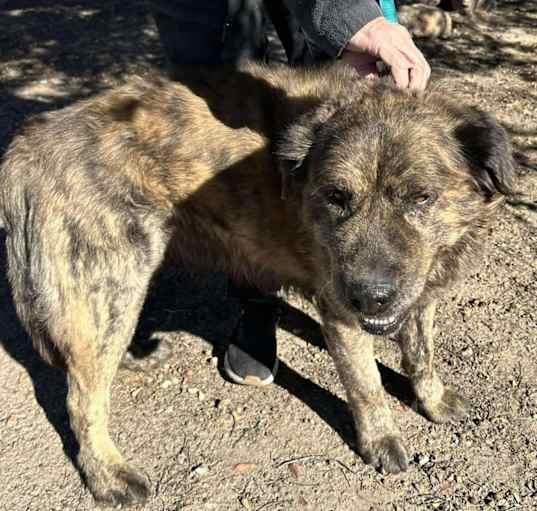 Photo of GRIZZLY