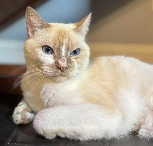 Photo of Iggy