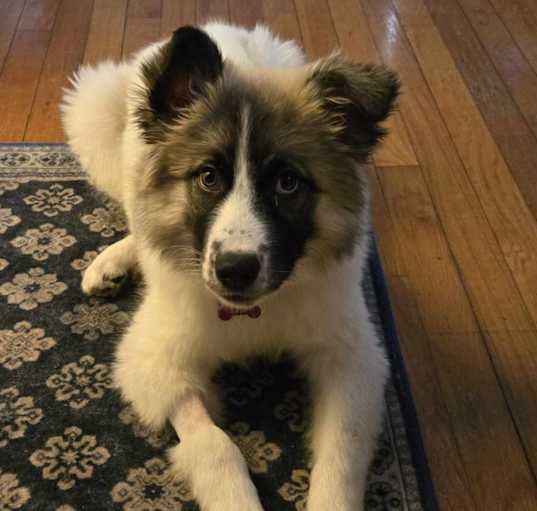 Photo of Guinevere