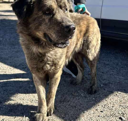 Photo of GRIZZLY
