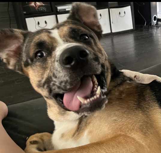 Photo of Hoagie