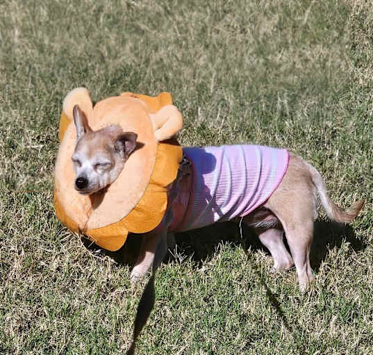 Photo of Ladybug
