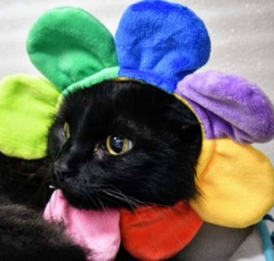 Photo of Shadow