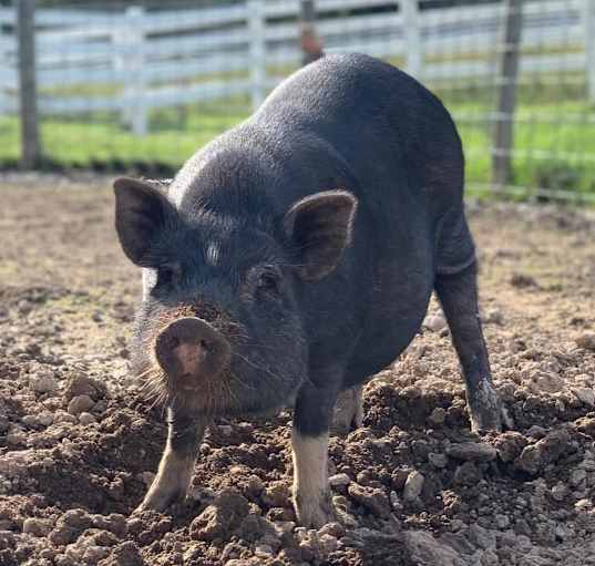 Photo of Charlie - URGENT!