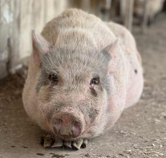 Photo of Pinocchio - URGENT!