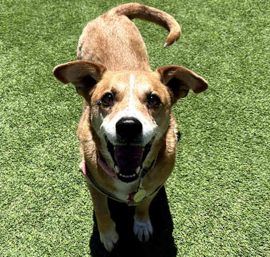 Photo of Margo - Great w/ Kids, Loves Walks!