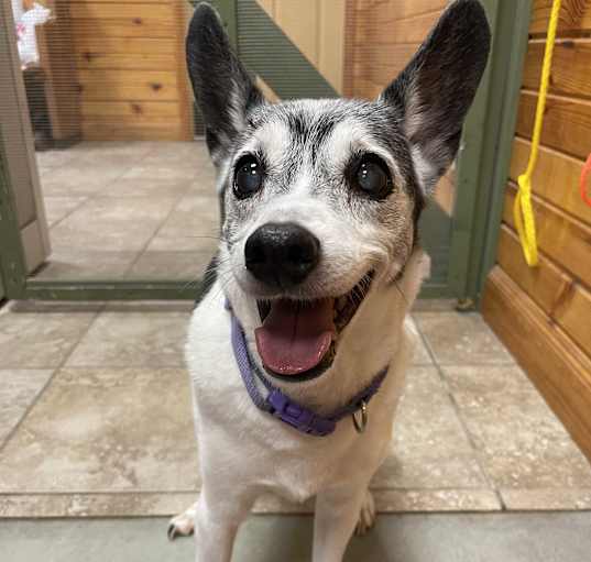 Photo of Foxy Roxy