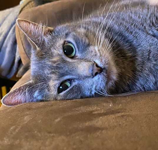Photo of Dexter