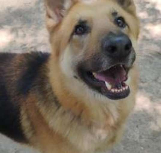 Photo of Chief