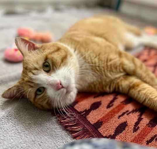 Photo of Shelby