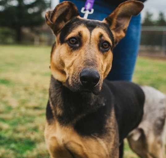 Photo of Rin Tin Tin