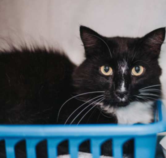 Photo of 82541a Mr. Mann-Pounce Cat Caf