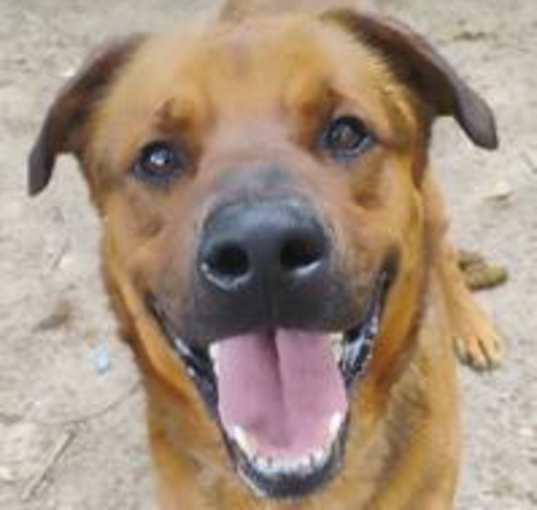 Photo of Bo