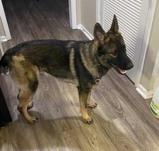 Photo of Apollo
