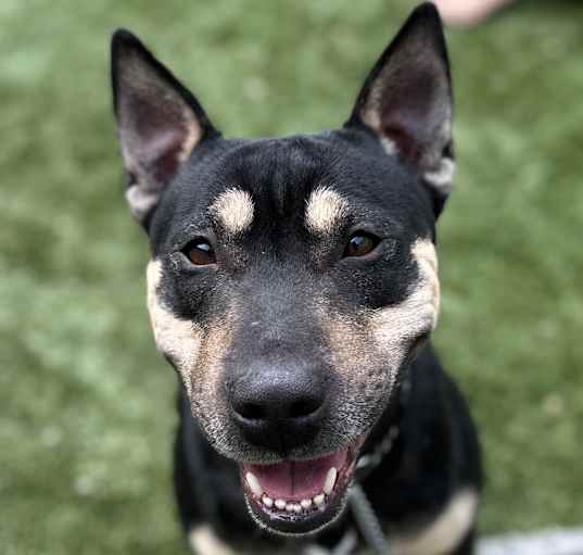 Photo of Lou - ECAS