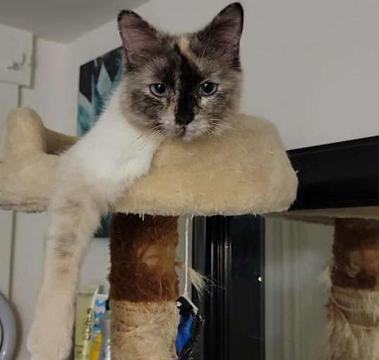 Photo of Nala