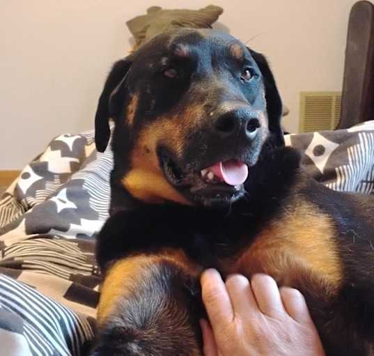Photo of Capone