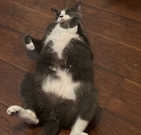 Photo of Sirius