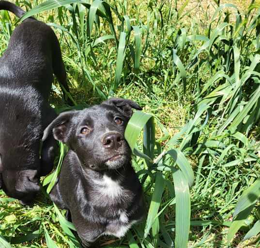 Photo of Dolly