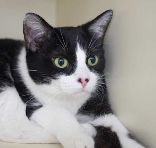Photo of Piper (bonded with Zelda)
