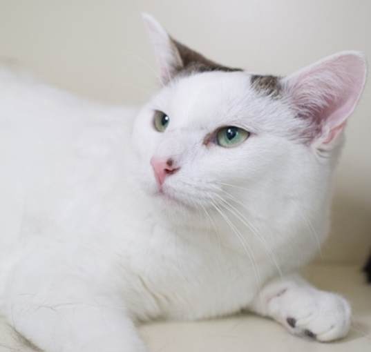 Photo of Zelda (bonded with Piper)