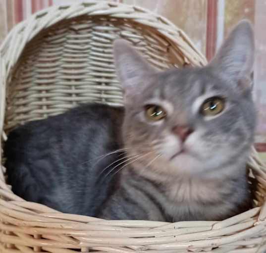 Photo of Archie