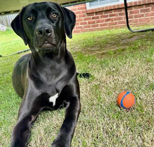 Photo of Luna
