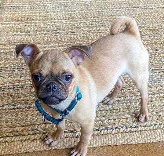 Photo of Olive