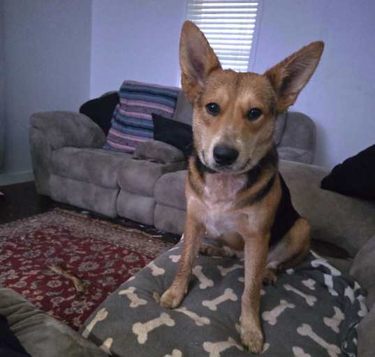 Photo of Ginger