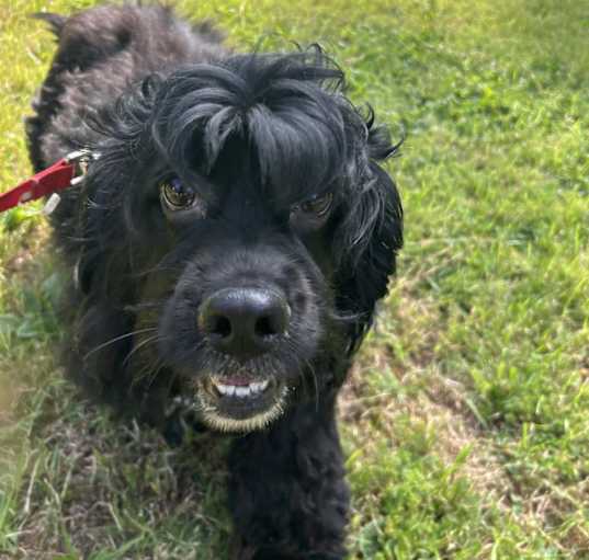 Photo of Boomer