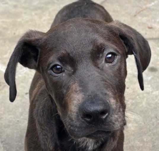 Photo of Dually