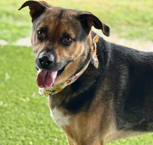 Photo of Colby (in foster)