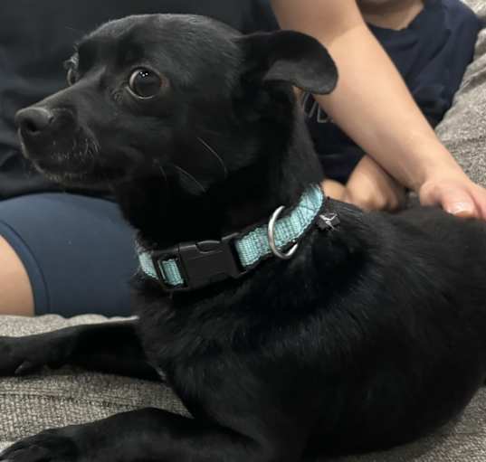 Photo of Benji