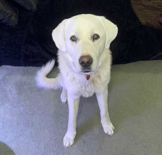 Photo of Sam