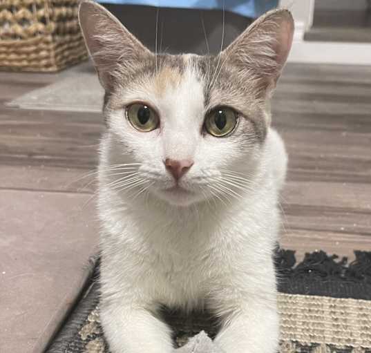 Photo of Sierra