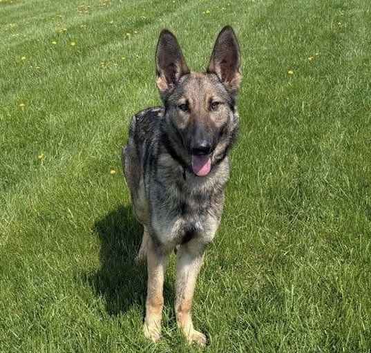 Photo of Sheba