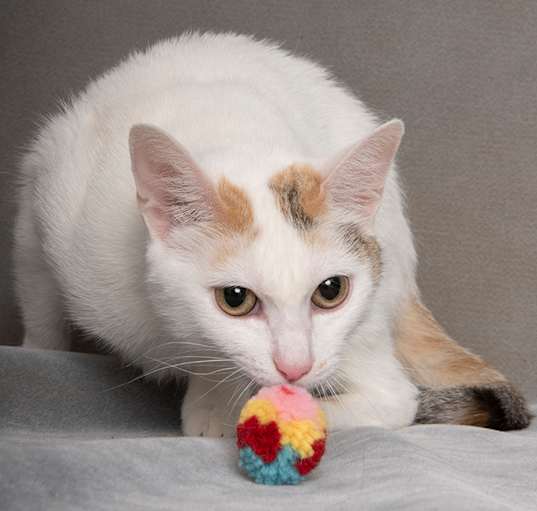 Photo of Meep