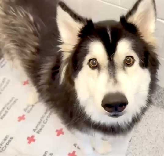 Photo of CHINOOK