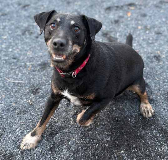 Photo of Diesel