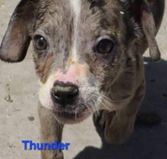 Photo of Thunderbolt