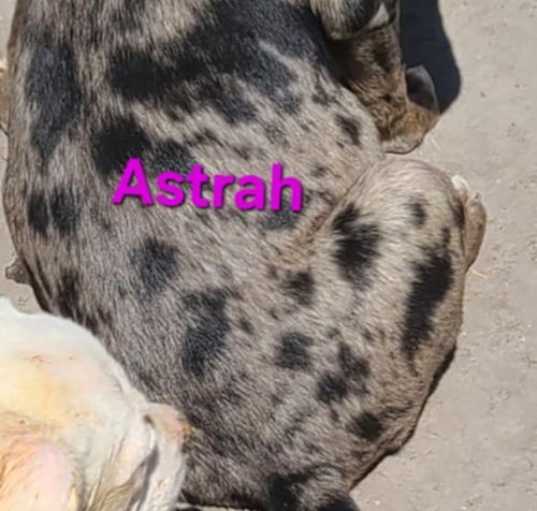 Photo of Astrah