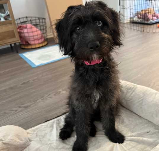 Photo of Luna