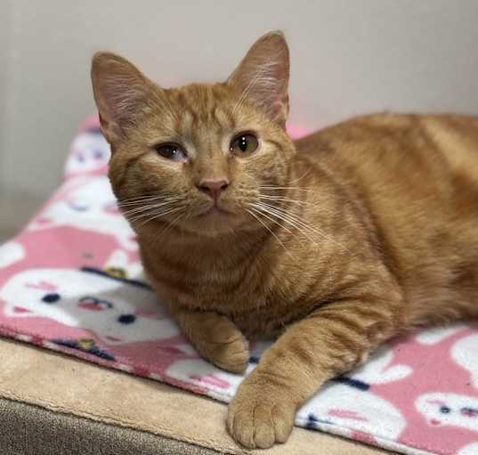Photo of Thor