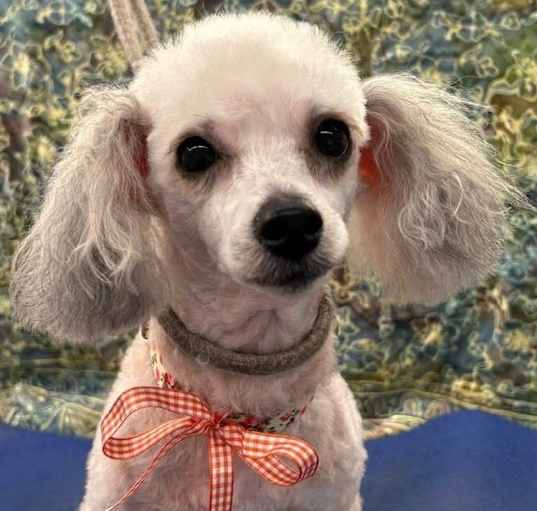 Photo of Annie